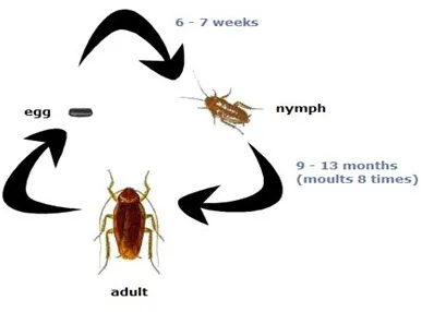 Do cockroaches undergo incomplete metamorphosis?
