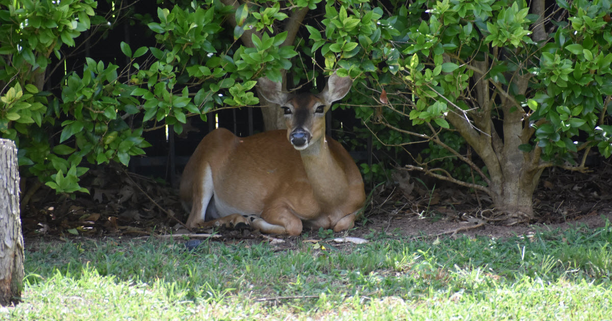 Do deer lay down during the day?