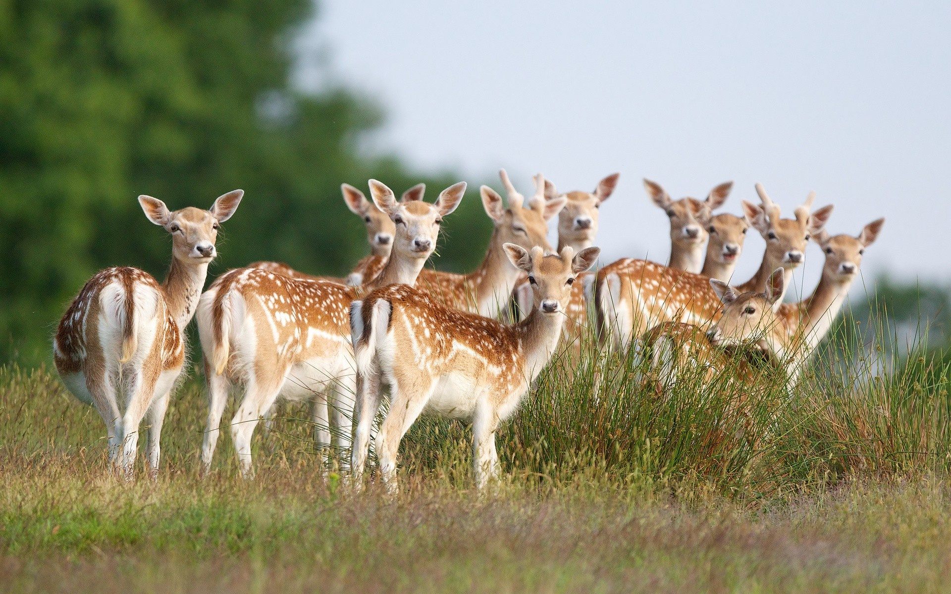 Do deer live in groups?