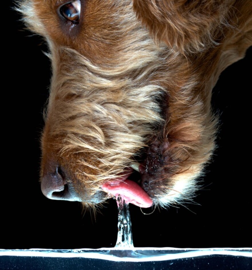 Do dogs drink water like cats do?