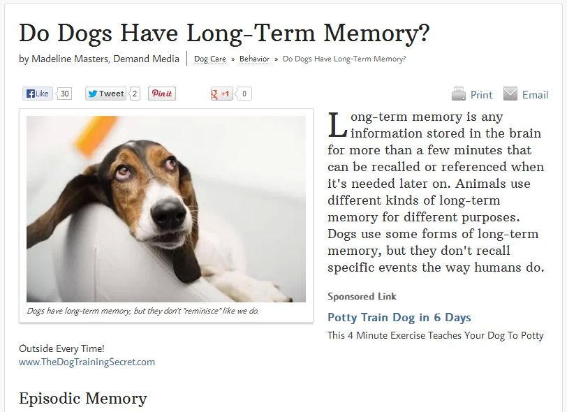 Do dogs have long-term memories?
