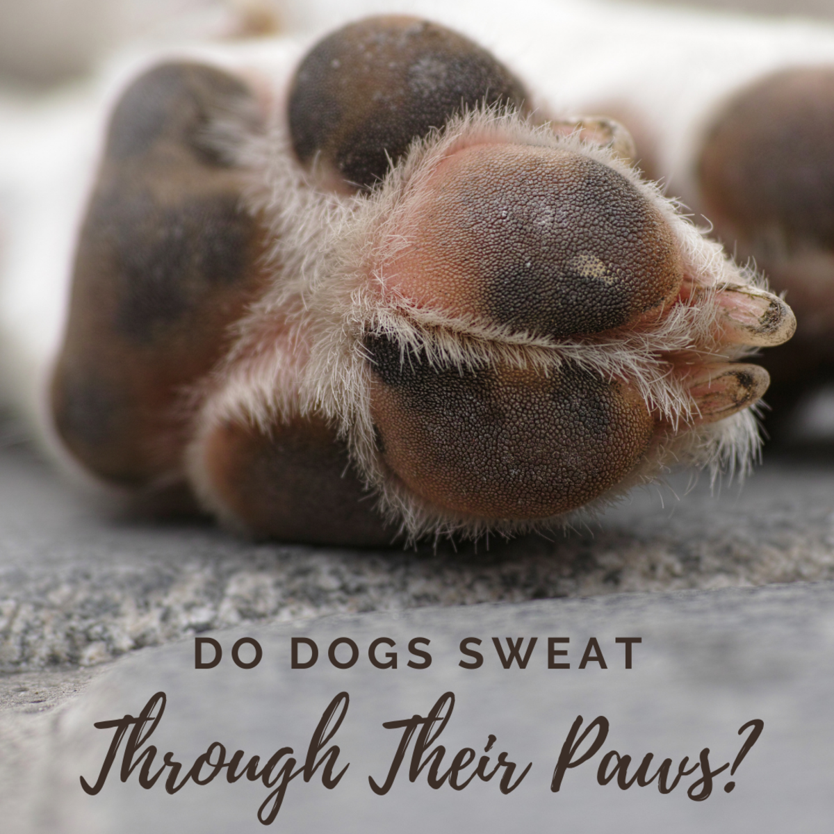 Do dogs have sweat glands in their paws yes or no?