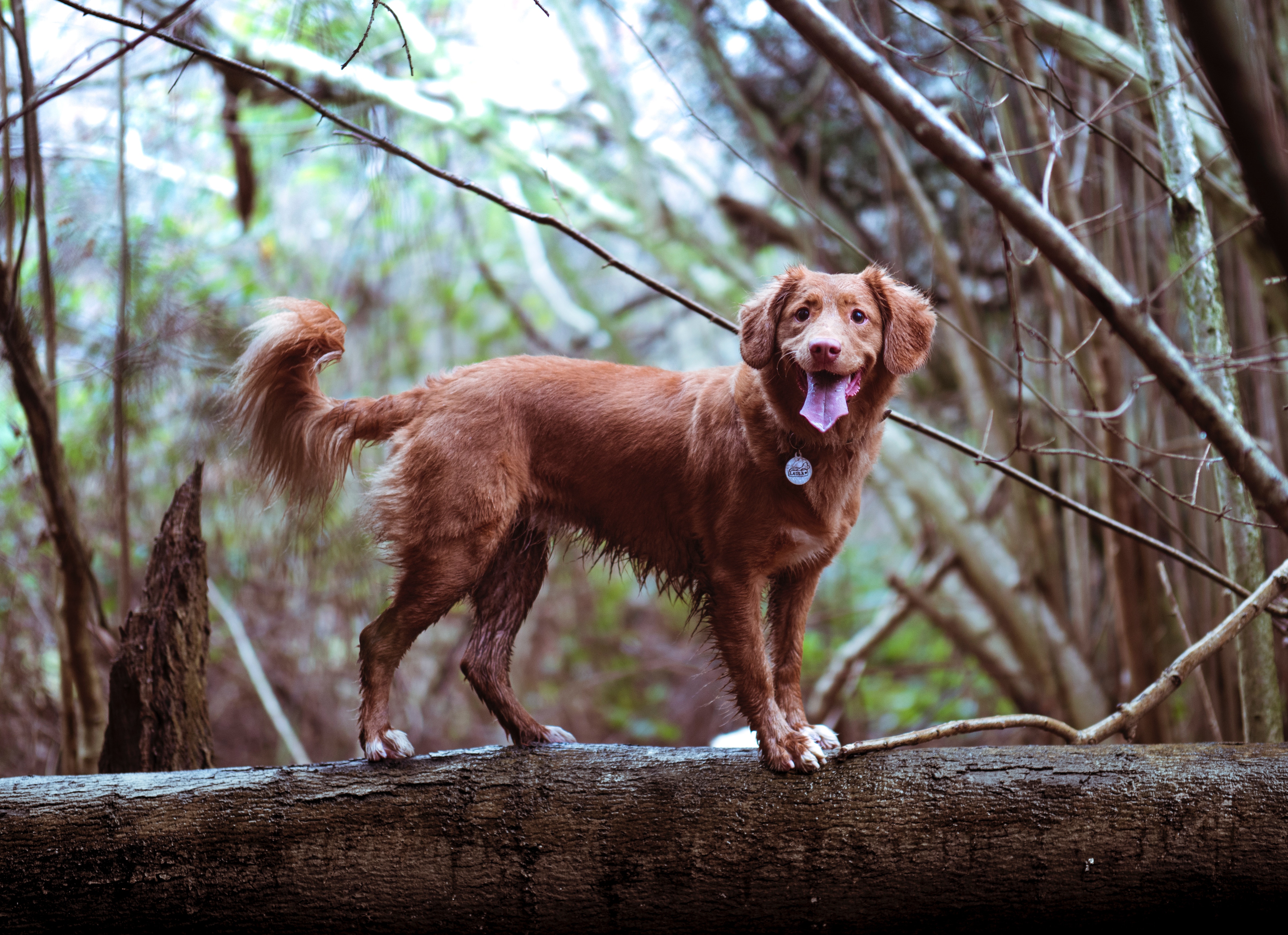 Do dogs have sweat glands in their underarms?