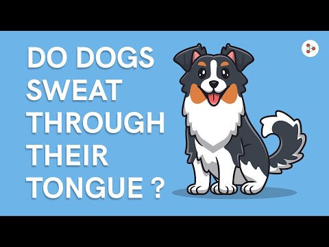 Do dogs sweat belly?