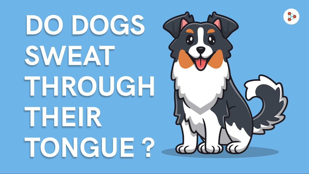 Do dogs sweat through their tongue?