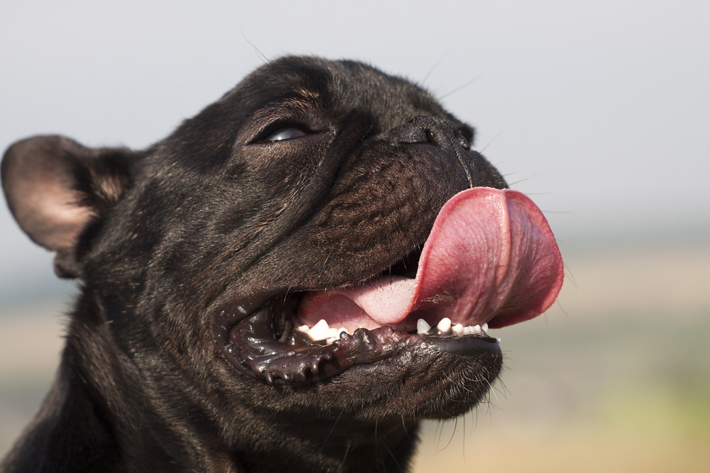 Do dogs sweat thru their mouth?