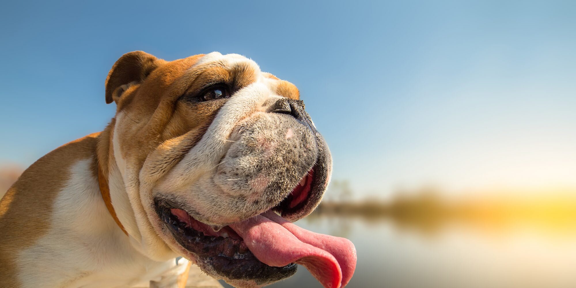 Do dogs sweat when hot?