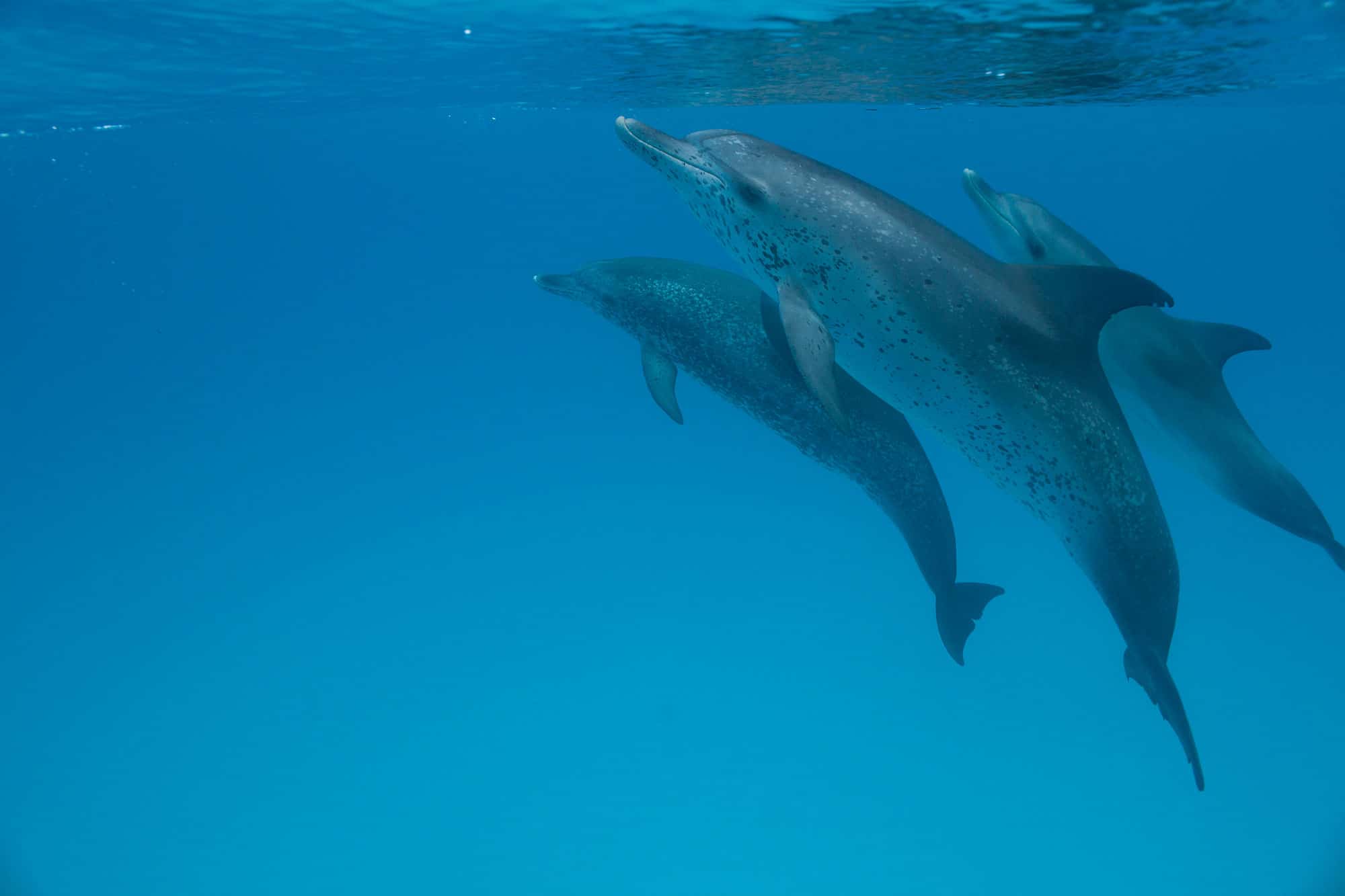 Do dolphins live in a pod?