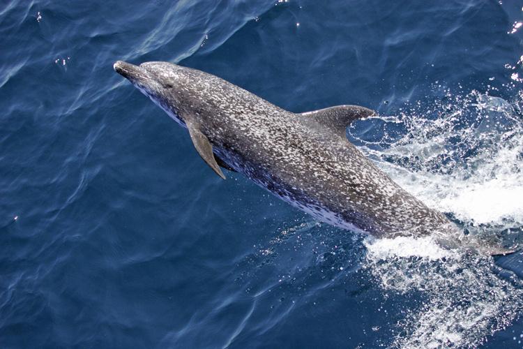 Do dolphins live in the Atlantic Ocean?