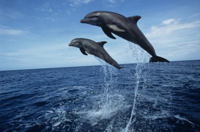 Do dolphins live in warm or cold water?