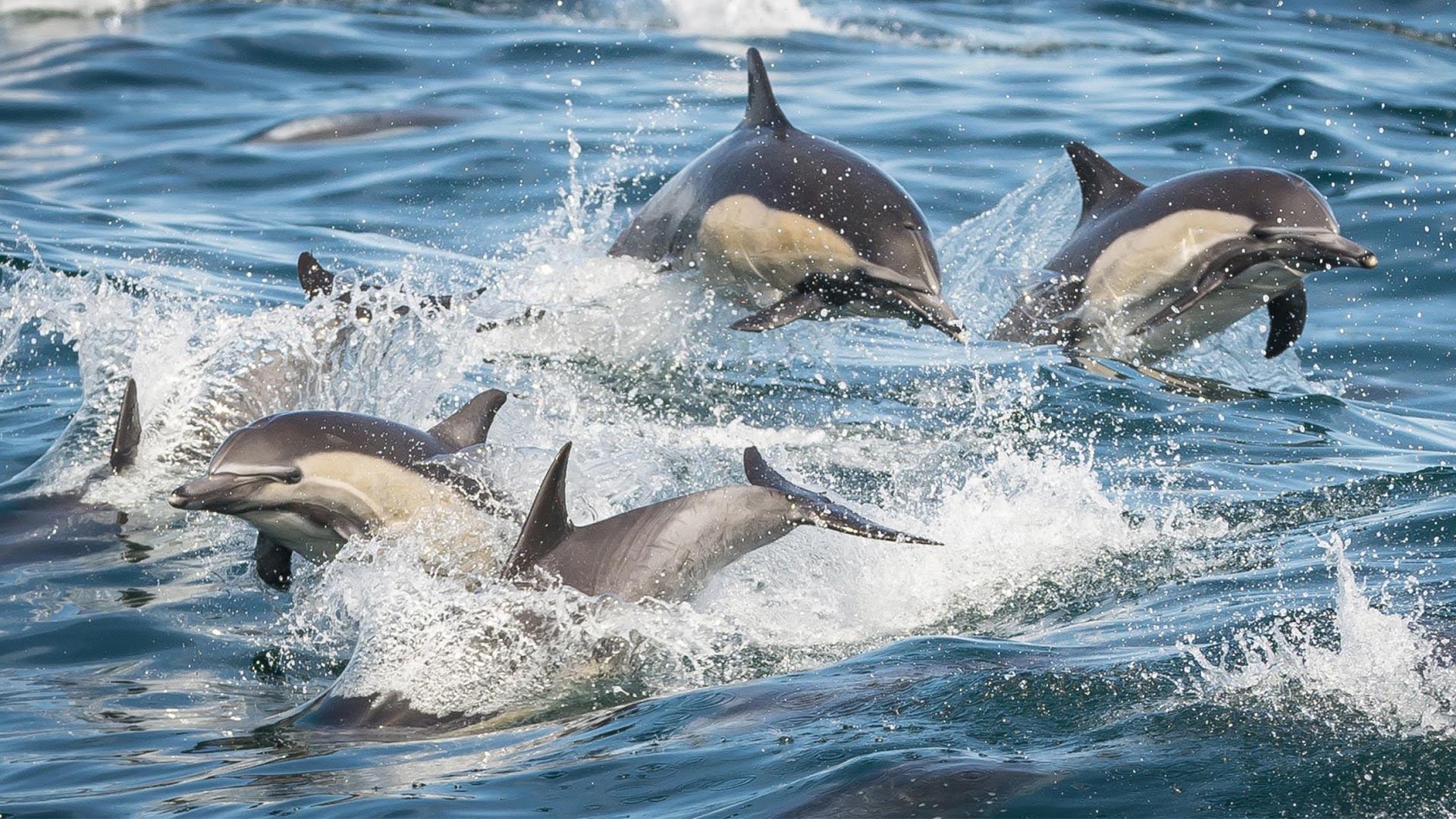 Do dolphins swim in the North Atlantic Ocean?