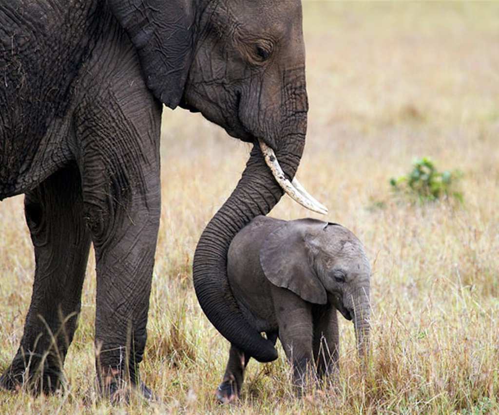 Do elephants ever accidentally step on their babies?