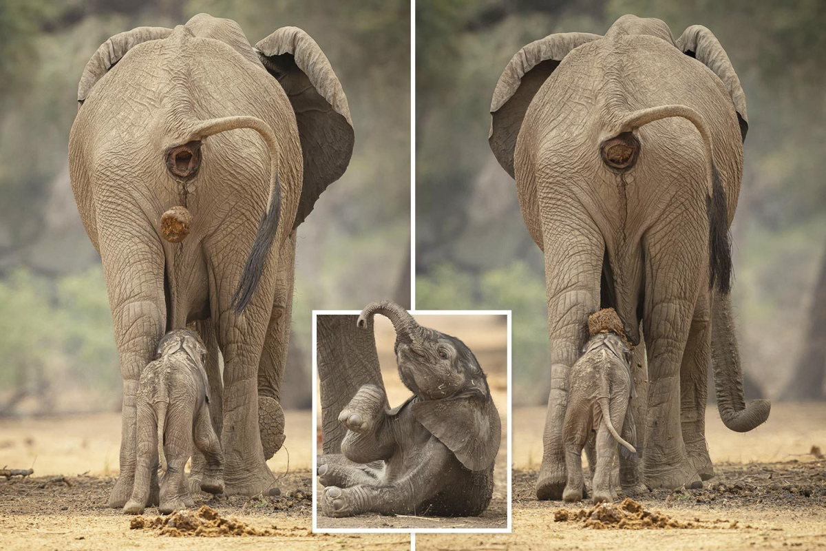 Do elephants feed their babies poop?