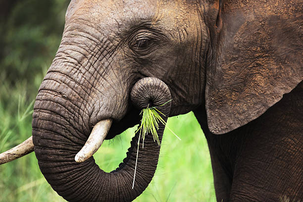 Do elephants get eaten?