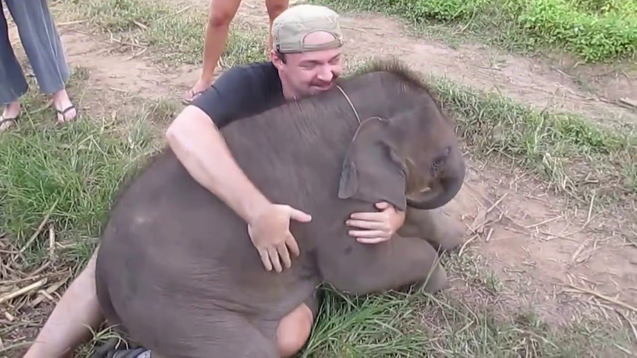 Do elephants like cuddling?