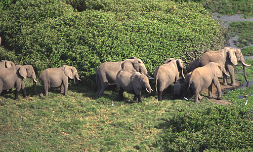 Do elephants live in a herd?