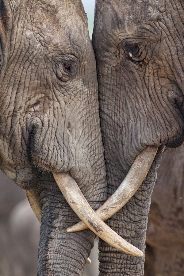 Do elephants stay together forever?