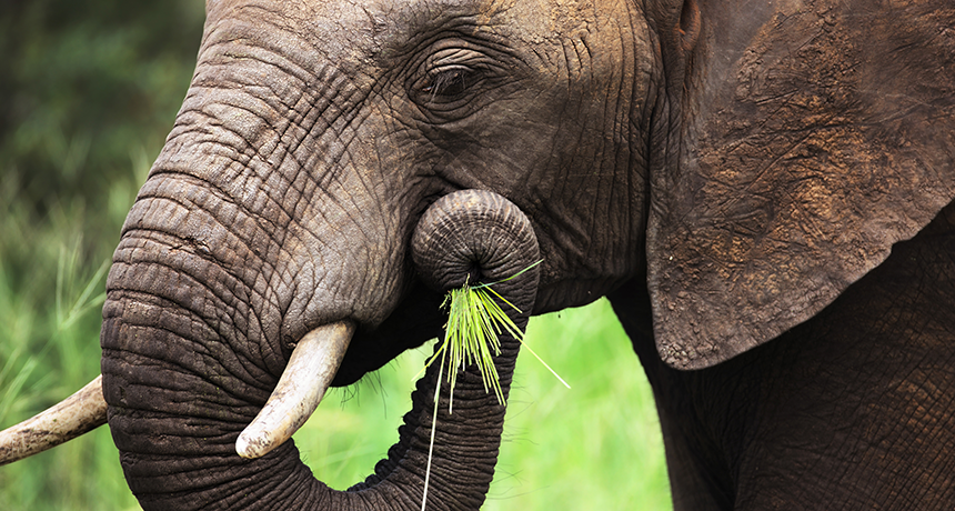 Do elephants use their trunk to eat?