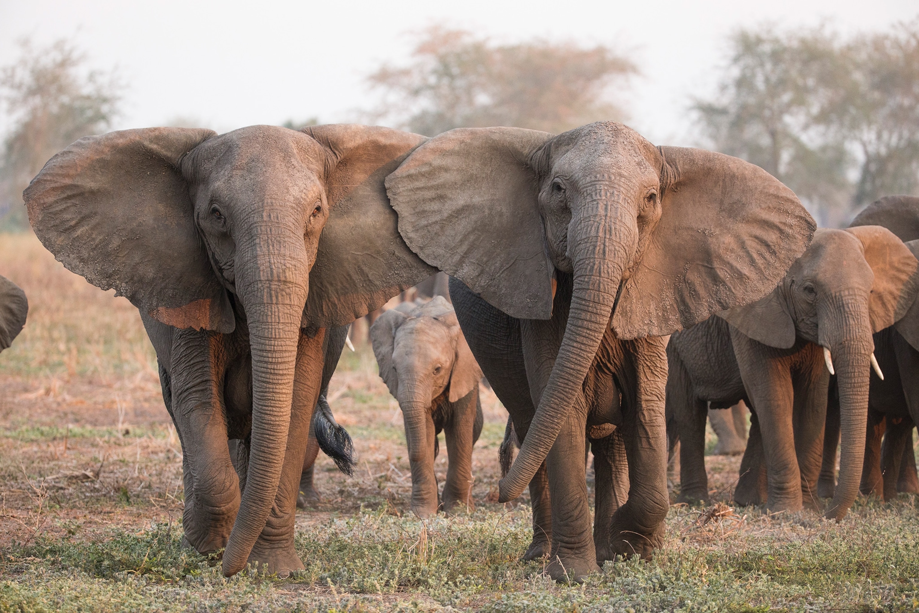 Do female African elephants grow tusks?