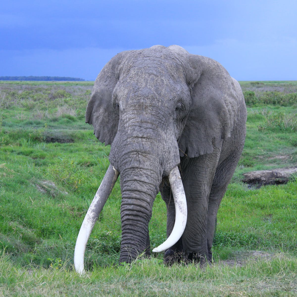 Do female elephants have tusks or is it only males?