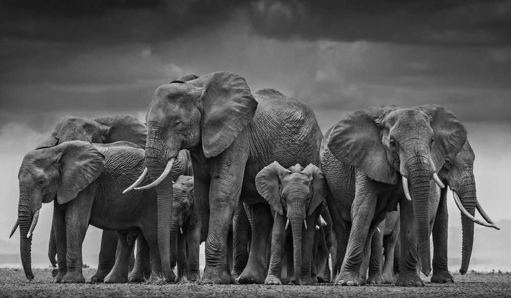 Do female elephants protect each other?