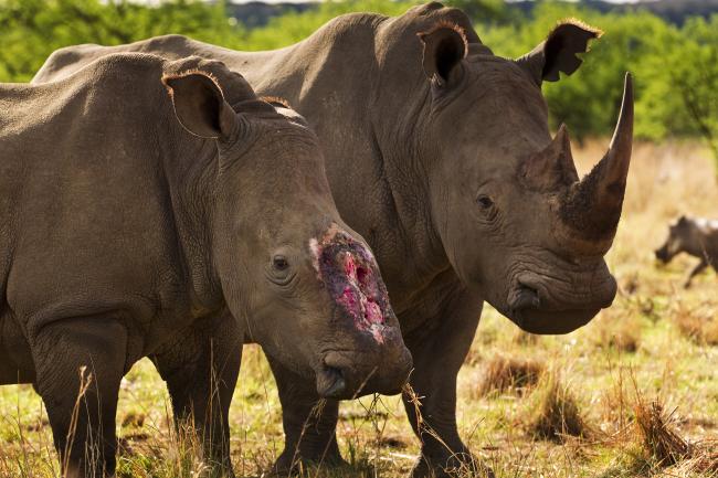 Do female rhinos have horns?