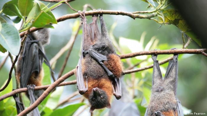 Do flying foxes use sight or sound to navigate?