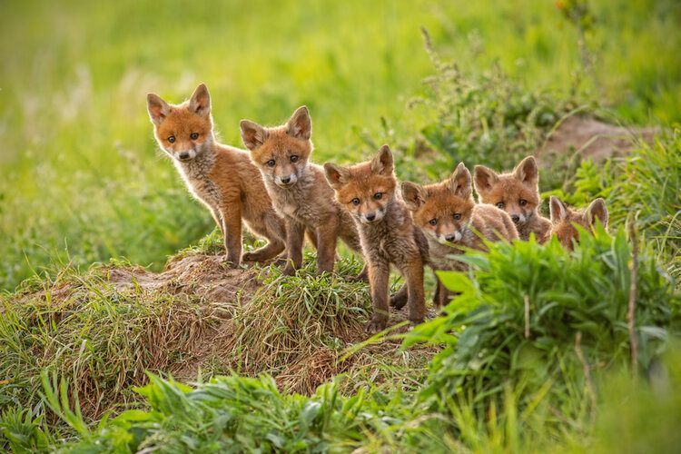 Do fox cubs stay together?