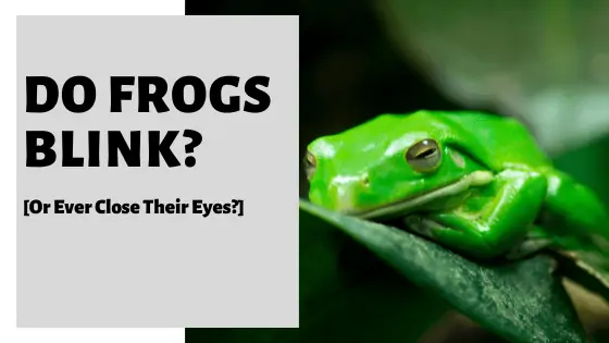 Do frogs blink when swallowing?