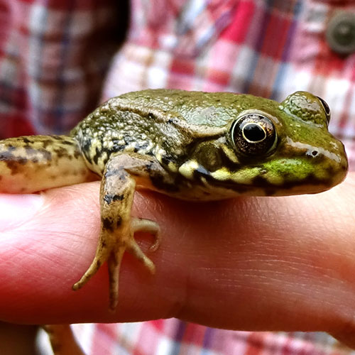 Do frogs have high or low blood pressure?