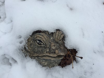 Do frogs hibernate in the winter?
