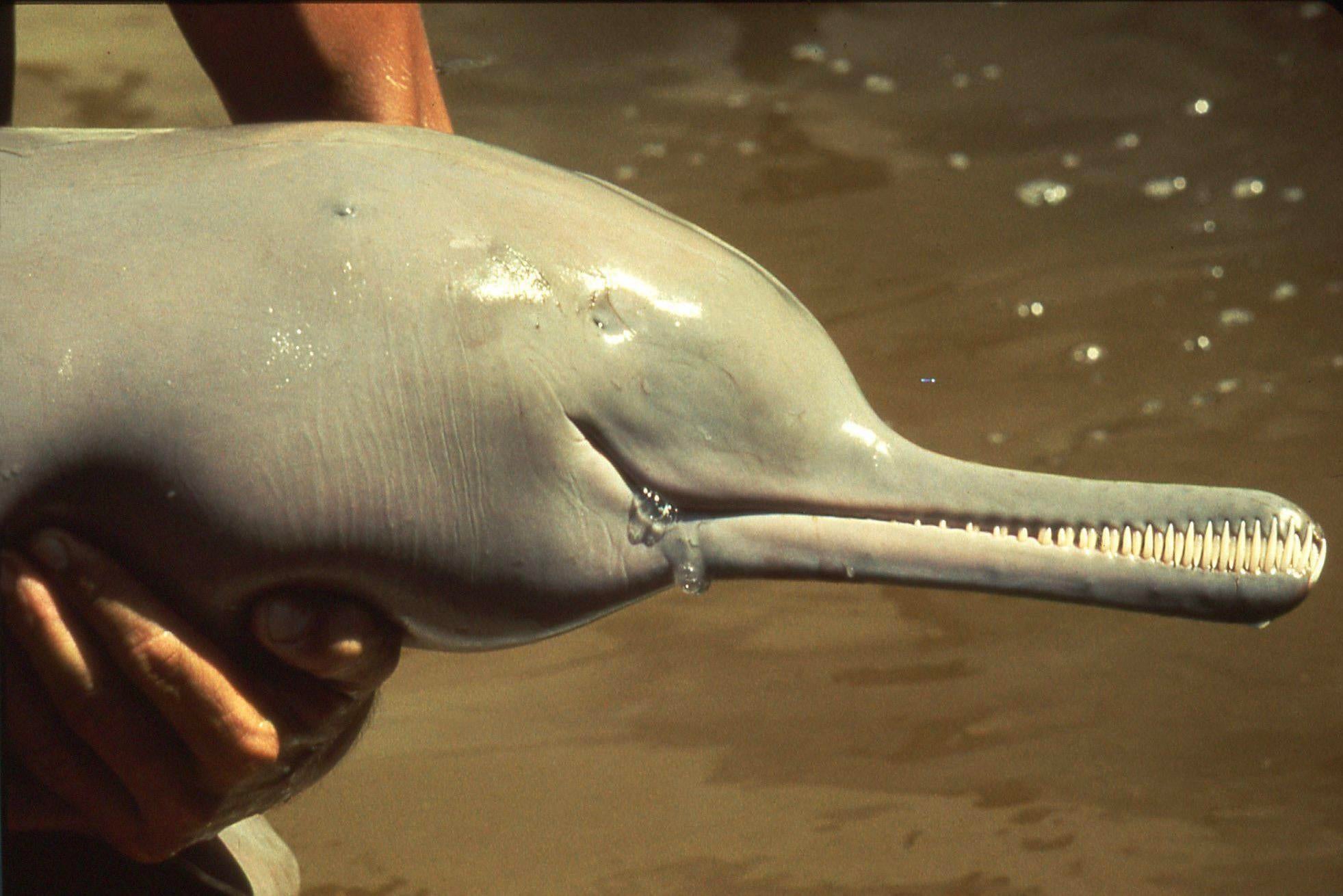 Do Ganges River Dolphins have eyes?