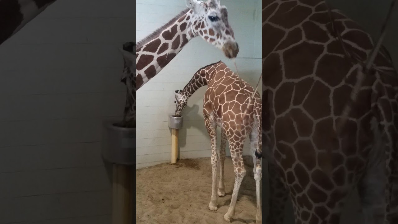 Do giraffes fart?