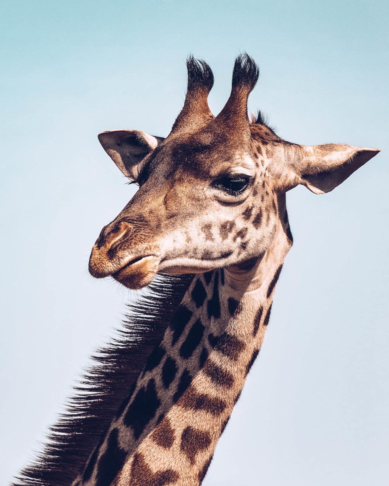 Do giraffes have horns on their heads?
