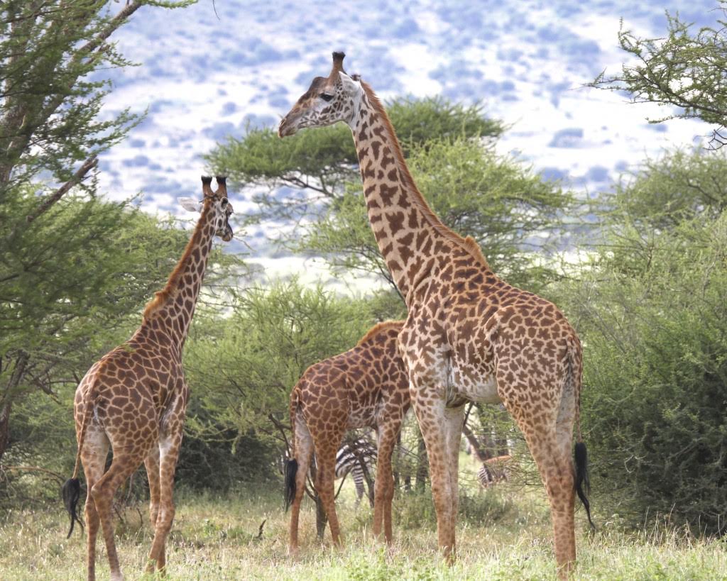 Do giraffes have strokes?