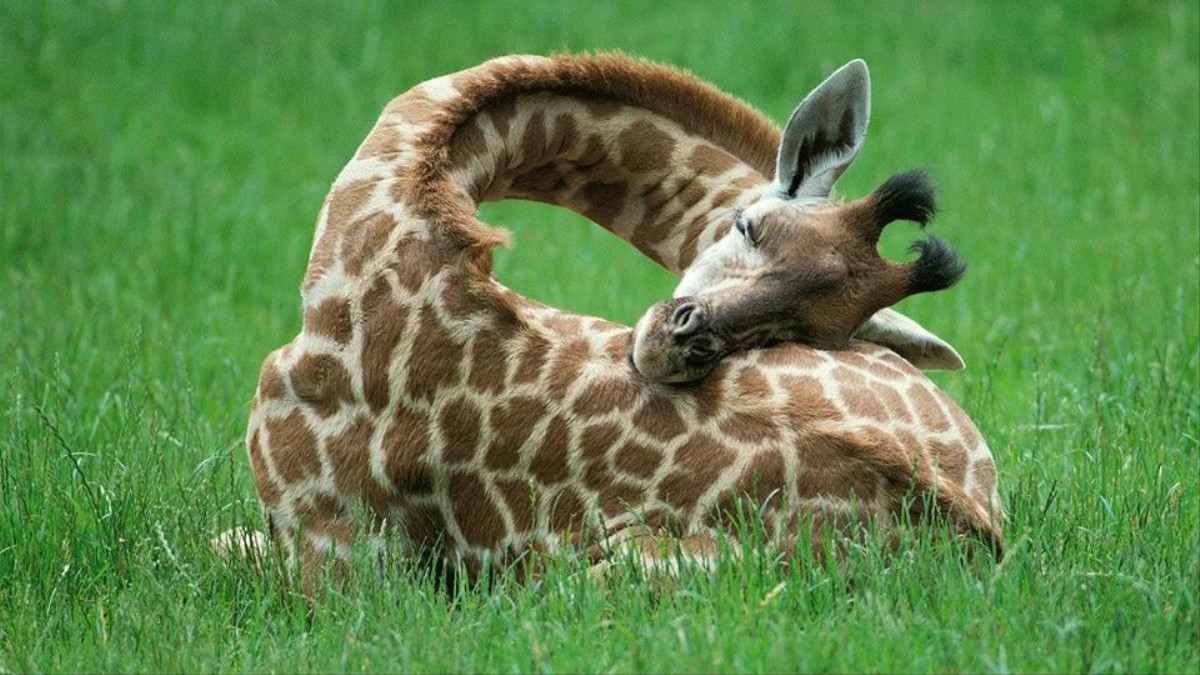 Do giraffes need more rest than other mammals?