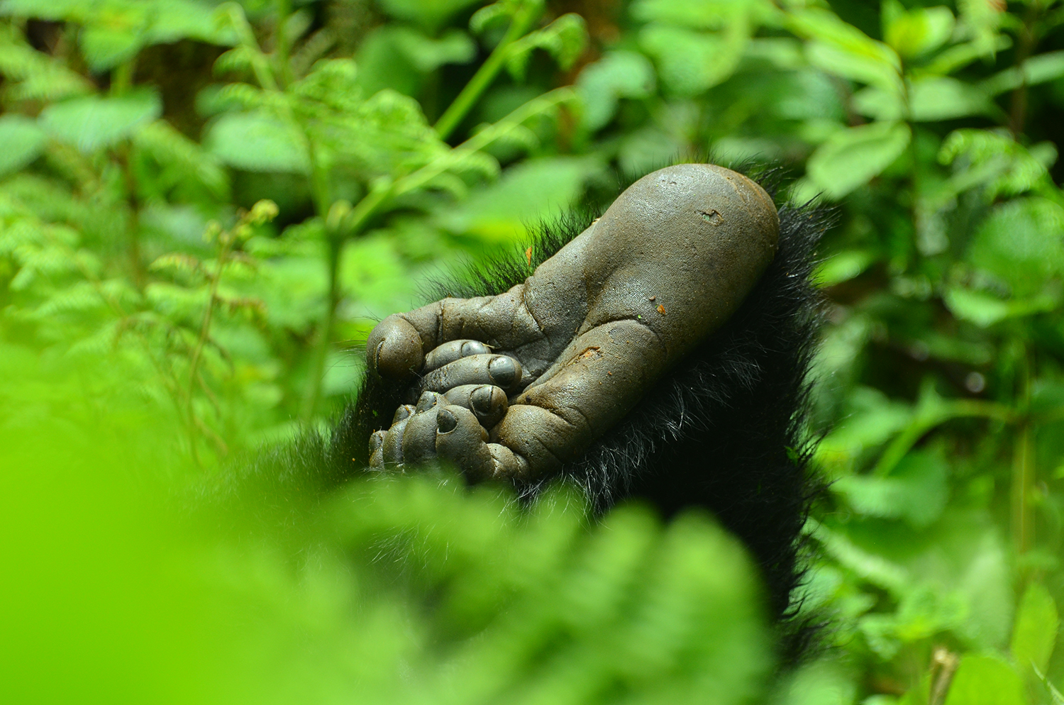 Do gorillas have 4 hands?