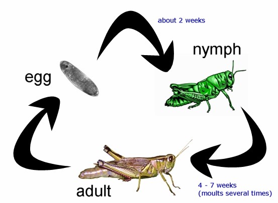 Do grasshoppers go through complete metamorphosis?