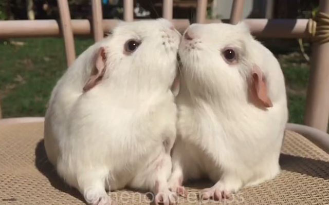 Do guinea pigs give each other kisses?