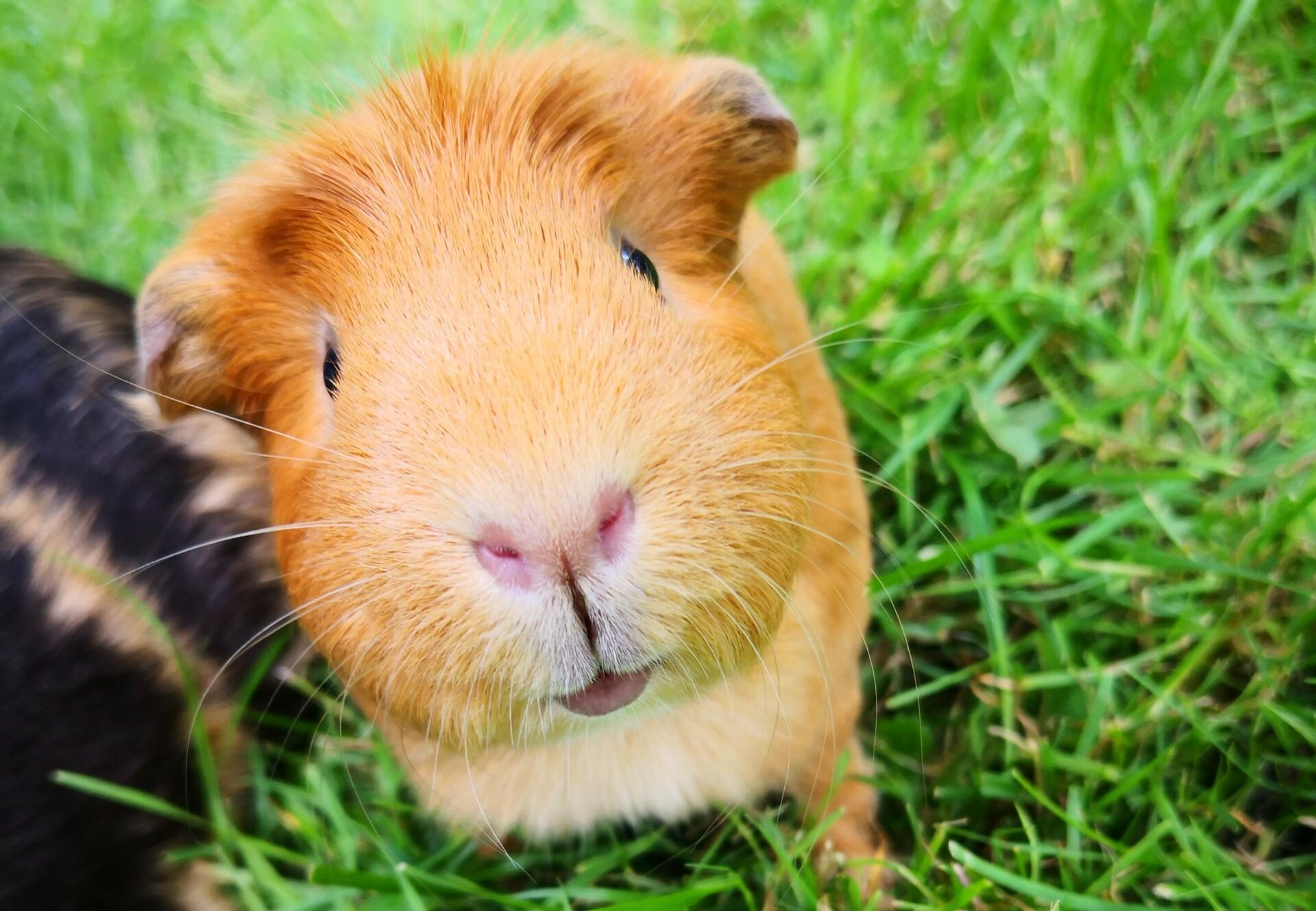 Do guinea pigs live in South America?