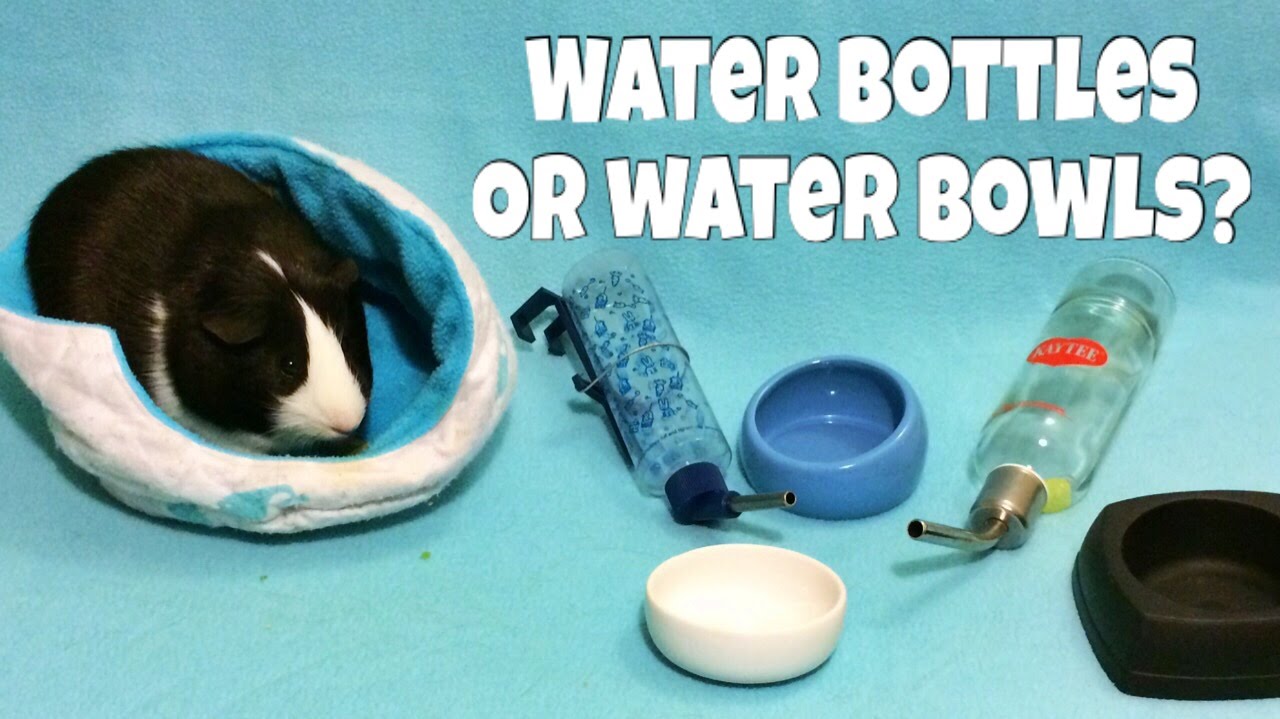 Do guinea pigs use water bottles or bowls?