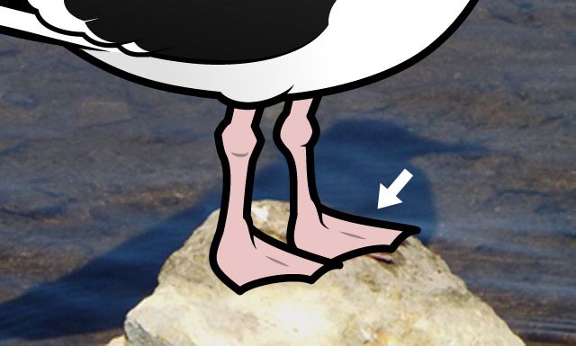 Do gulls have webbed feet?