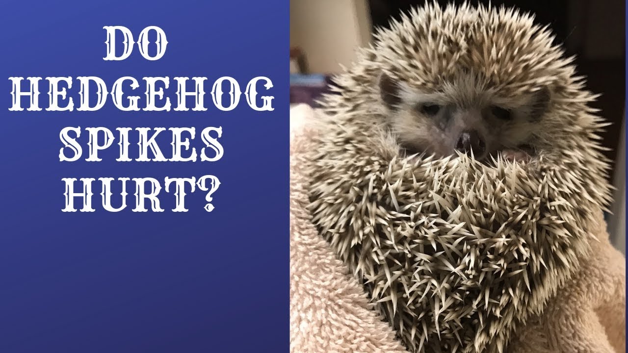 Do Hedgehog spikes hurt like porcupines?