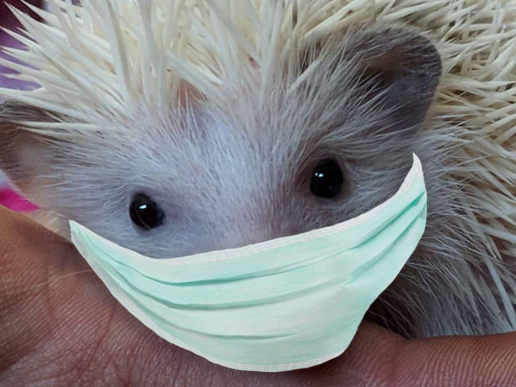 Do hedgehogs carry diseases that are harmful to humans?