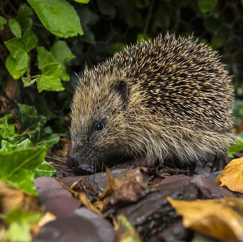 Do hedgehogs come out at the same time?