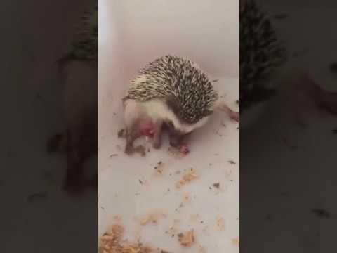 Do hedgehogs eat their babies?