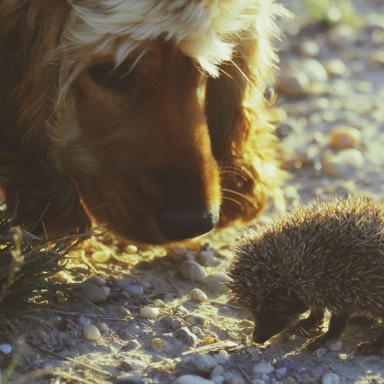 Do hedgehogs get along with other animals?