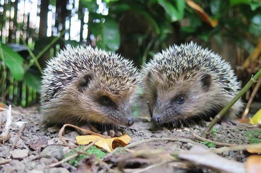 Do hedgehogs go round in groups?