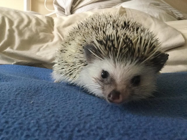 Do hedgehogs have sharp spines?