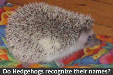 Do hedgehogs know their name?